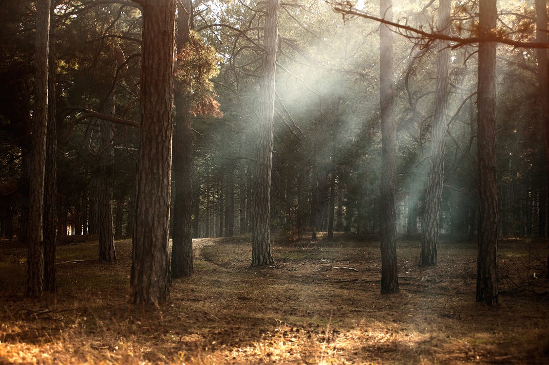 Forest photography